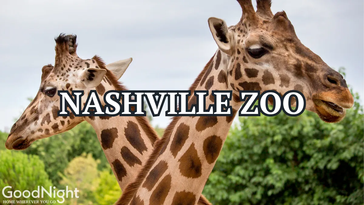 A cheerful scene at the Nashville Zoo with giraffes set against lush green foliage, capturing the wonder and excitement of a family outing. The image exudes a sense of adventure and educational fun for visitors of all ages.
